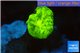 Caulastrea neon green 1 polyp WYSIWYG acclimaté