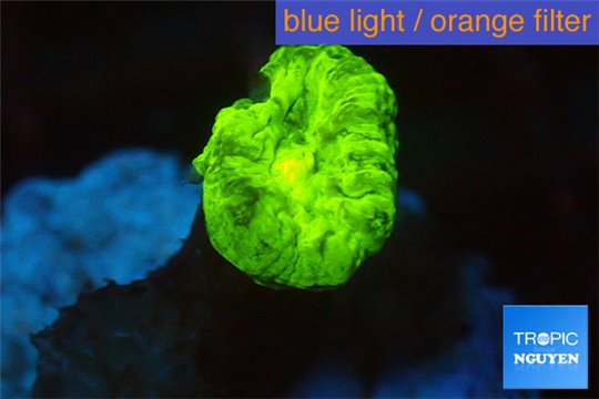 Caulastrea neon green 1 polyp WYSIWYG acclimaté