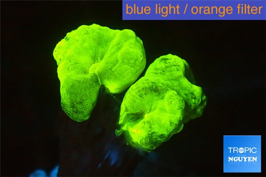 Caulastrea neon green 2 polyps WYSIWYG acclimaté