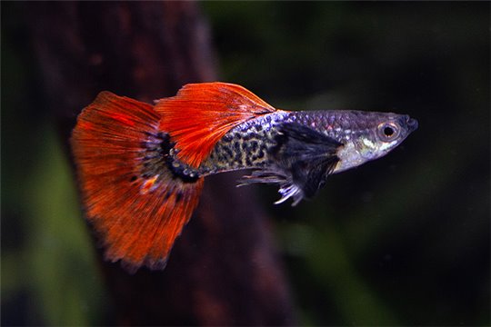 Guppy mâle elephant ear red cobra premium 3,5-4 cm