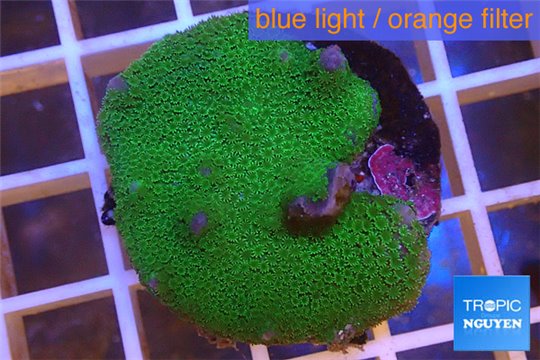 Montipora digitata green 3-5 cm WYSIWYG acclimaté