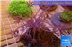 Xenia long polyps 4-7 cm WYSIWYG acclimaté