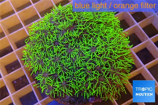 Pachyclavularia full neon green 6-9 cm WYSIWYG acclimaté