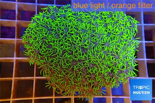 Pachyclavularia full neon green 6-9 cm WYSIWYG acclimaté