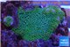 Montipora digitata green 2-3 cm WYSIWYG acclimaté