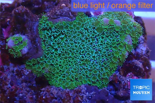 Montipora digitata green 2-3 cm WYSIWYG acclimaté