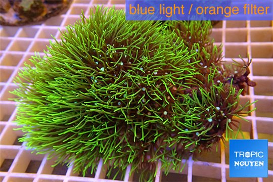 Pachyclavularia neon green 7-11 cm WYSIWYG acclimaté