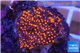 Montipora red polyps 1-2 cm WYSIWYG acclimaté