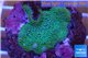 Montipora digitata green 2-3 cm WYSIWYG acclimaté