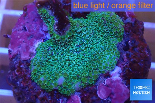 Montipora digitata green 2-3 cm WYSIWYG acclimaté