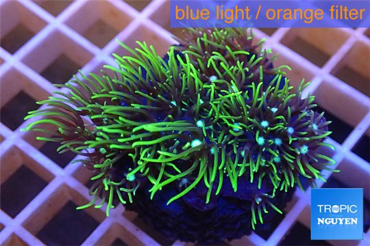 Pachyclavularia neon green 3-5 cm WYSIWYG acclimaté