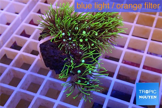 Pachyclavularia neon green 3-5 cm WYSIWYG acclimaté