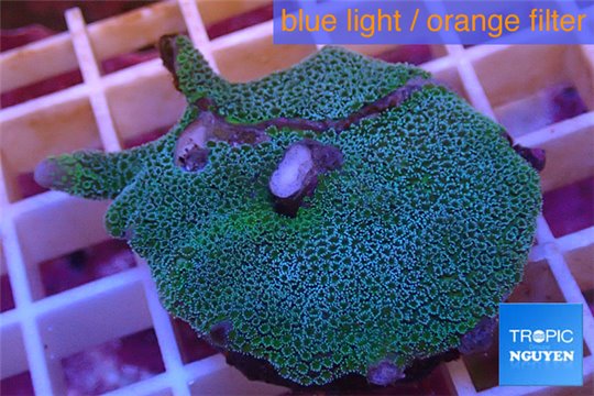 Montipora digitata green 3-5 cm WYSIWYG acclimaté