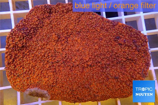 Montipora red incrusting Australia 8-12 cm WYSIWYG acclimaté