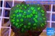 Echinopora lamellosa neon green spot 4-6 cm WYSIWYG acclimaté