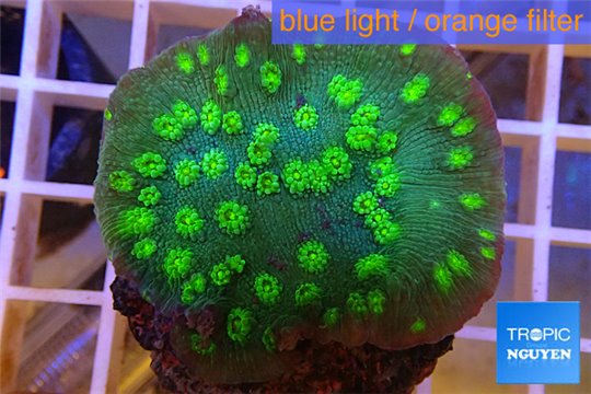 Echinopora lamellosa neon green spot 4-6 cm WYSIWYG acclimaté