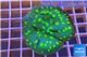 Echinopora lamellosa green spot 4-6 cm WYSIWYG acclimaté