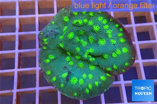 Echinopora lamellosa green spot 4-6 cm WYSIWYG acclimaté