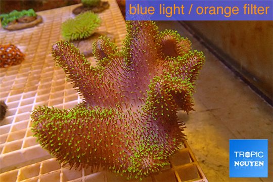 Sarcophyton full neon green polyps Australia 10-16 cm WYSIWYG acclimaté