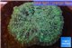 Rhodactis green big leaf 4-6 cm WYSIWYG acclimaté