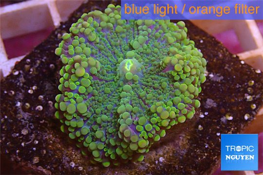 Ricordea yuma green 1 polyp WYSIWYG acclimaté