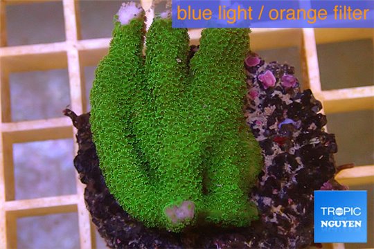 Montipora digitata green 3-4 cm WYSIWYG acclimaté