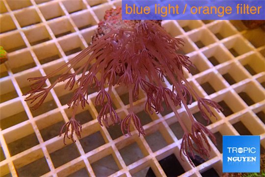 Xenia long polyps 5-9 cm WYSIWYG acclimaté