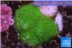 Montipora digitata green 2-3 cm WYSIWYG acclimaté