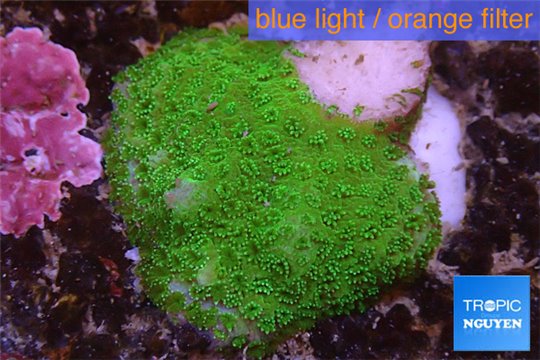 Montipora digitata green 2-3 cm WYSIWYG acclimaté