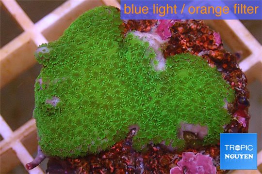 Montipora digitata green 3-4 cm WYSIWYG acclimaté