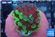 Euphyllia paraancora purple green reverse 2-4 cm WYSIWYG acclimaté