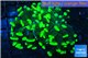 Euphyllia paraancora toxic green 4-6 cm WYSIWYG acclimaté