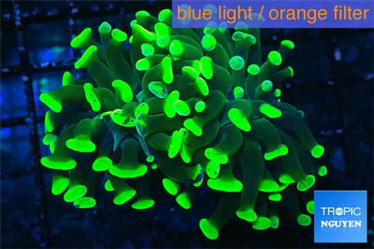 Euphyllia paraancora toxic green 4-6 cm WYSIWYG acclimaté