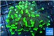 Euphyllia paraancora toxic green 4-6 cm WYSIWYG acclimaté