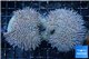 Sarcophyton double body long polyps 8-14 cm WYSIWYG acclimaté