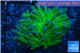 Ephyllia glabrescens gold green 4-8 cm WYSIWYG acclimaté