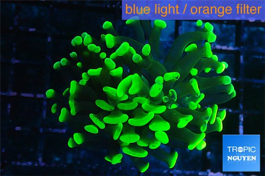 Euphyllia paraancora toxic green 4-6 cm WYSIWYG acclimaté