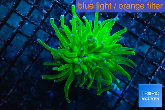 Euphyllia glabrescens neon green golden tip 3-6 cm WYSIWYG acclimaté