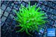 Euphyllia glabrescens neon green golden tip 3-6 cm WYSIWYG acclimaté