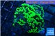 Euphyllia paraancora toxic green 5-9 cm WYSIWYG acclimaté