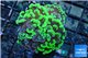 Euphyllia paraancora toxic green 5-9 cm WYSIWYG acclimaté