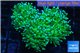 Euphyllia glabrescens neon green golden tip 7-14 cm WYSIWYG acclimaté