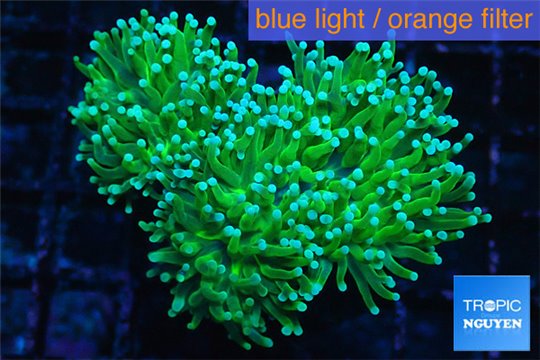 Euphyllia glabrescens neon green golden tip 7-14 cm WYSIWYG acclimaté