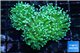 Euphyllia glabrescens neon green golden tip 7-14 cm WYSIWYG acclimaté