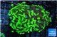 Euphyllia paraancora toxic green 6-8 cm WYSIWYG acclimaté