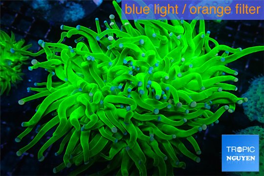 Euphyllia glabrescens neon green golden tip 7-14 cm WYSIWYG acclimaté