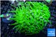 Euphyllia glabrescens neon green golden tip 7-14 cm WYSIWYG acclimaté