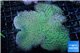 Sarcophyton green body long polyps 8-14 cm WYSIWYG acclimaté