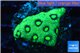 Favia neon green Australia 2-3 cm WYSIWYG acclimaté