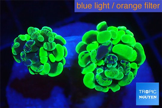 Euphyllia paraancora toxic green 3-5 cm WYSIWYG acclimaté